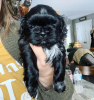 Photo №4. Je vais vendre shih tzu en ville de West New York. annonce privée - prix - 208€