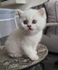 Photo №3. Chatterie British Shorthair. Pays Bas