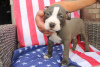 Photos supplémentaires: American Bully Pocket ABKC GrChampions