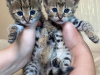 Photo №3. Les chatons F1 et F2 Savannah sont disponibles. Chypre