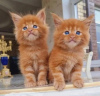 Photo №3. Des chatons Maine Coon en bonne santé disponibles à la vente maintenant. Espagne