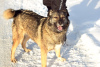 Photo №2 de l'annonce № 9037 de la vente chien bâtard - acheter à Fédération de Russie de l'abri