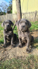 Photo №2 de l'annonce № 73112 de la vente cane corso - acheter à Serbie annonce privée