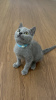 Photo №2 de l'annonce № 83496 de la vente british shorthair - acheter à Italie éleveur