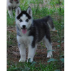 Photo №1. husky de sibérie - à vendre en ville de Litomysl | négocié | Annonce №96506