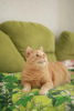 Photo №3. Le chat radieux cherche une maison. Fédération de Russie