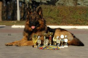 Photos supplémentaires: chiot de race pure d'un berger allemand