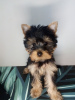 Photo №4. Je vais vendre yorkshire terrier en ville de Wrocław.  - prix - négocié