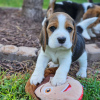 Photo №4. Je vais vendre beagle en ville de Bielefeld.  - prix - 360€