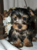 Photo №1. yorkshire terrier - à vendre en ville de Lippstadt | 200€ | Annonce №119049