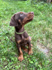 Photo №1. dobermann - à vendre en ville de Belgrade | négocié | Annonce №71818