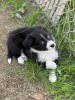 Photo №2 de l'annonce № 40111 de la vente border collie - acheter à USA annonce privée