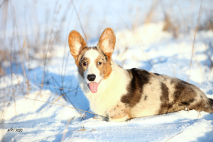 Photo №4. Je vais vendre welsh corgi en ville de Saint-Pétersbourg. de la fourrière - prix - Négocié