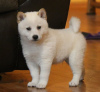 Photo №1. shiba - à vendre en ville de Deggendorf | Gratuit | Annonce №71740