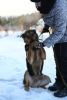 Photo №2 de l'annonce № 8315 de la vente chien bâtard - acheter à Fédération de Russie de l'abri