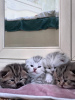 Photo №4. Je vais vendre scottish fold en ville de Minsk. de la fourrière - prix - négocié