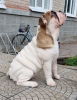 Photo №4. Je vais vendre bulldog anglais en ville de Sumy. éleveur - prix - 1000€