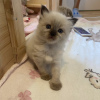 Photo №4. Je vais vendre ragdoll en ville de Munich.  - prix - 241€