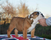 Photo №3. Bulldog anglais. Serbie