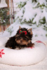 Photo №1. biewer yorkshire terrier - à vendre en ville de Hemsedal | Gratuit | Annonce №124870