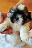 Photo №2 de l'annonce № 67190 de la vente shih tzu - acheter à Ukraine 