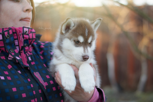 Photo №1. husky de sibérie - à vendre en ville de Kronstadt | Gratuit | Annonce №4096