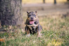 Photo №1. american bully - à vendre en ville de Chisinau | 1000€ | Annonce №62655