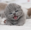 Photo №4. Je vais vendre british shorthair en ville de Berlin. éleveur - prix - 400€