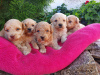 Photo №3. Chiots Maltipoo à adopter. Allemagne