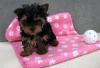 Photo №1. yorkshire terrier - à vendre en ville de Helsinki | 250€ | Annonce №117144