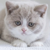 Photo №3. chaton british shorthair. Allemagne