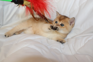 Photo №2 de l'annonce № 1197 de la vente chat chinchilla - acheter à Biélorussie annonce privée