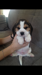 Photo №1. beagle - à vendre en ville de Minsk | 171€ | Annonce №2433