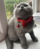 Photo №1. british shorthair - à vendre en ville de Munich | 255€ | Annonce № 108929