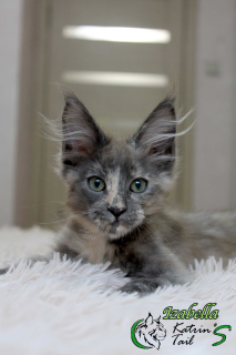 Photo №1. maine coon - à vendre en ville de Saint-Pétersbourg | 385€ | Annonce № 6867