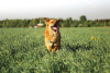 Photo №2 de l'annonce № 18309 de la vente chien bâtard - acheter à Fédération de Russie annonce privée