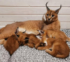 Photo №1. caracal - à vendre en ville de Братислава | 250€ | Annonce № 117064