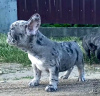 Photo №2 de l'annonce № 52486 de la vente chien bâtard - acheter à Biélorussie annonce privée