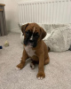 Photo №1. boxer - à vendre en ville de Vimmerby | 370€ | Annonce №13394