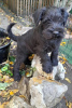 Photos supplémentaires: Chiots Schnauzer nain avec un excellent pedigree