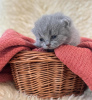 Photo №3. Quatre chatons British Shorthair à adopter. USA