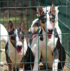 Photo №2 de l'annonce № 119655 de la vente bull terrier - acheter à Serbie 