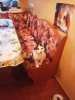Photos supplémentaires: La gentille chatte Dasha cherche une famille !