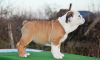 Photo №2 de l'annonce № 85170 de la vente bulldog anglais - acheter à Serbie 