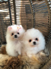 Photo №3. Mignons chiots de Poméranie à adopter gratuitement. Allemagne