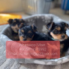 Photo №1. yorkshire terrier - à vendre en ville de Belgorod | Gratuit | Annonce №107020