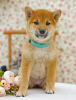 Photo №4. Je vais vendre shiba en ville de Москва. annonce privée - prix - négocié