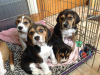 Photo №1. beagle - à vendre en ville de Berlin | 400€ | Annonce №121058