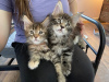 Photo №1. maine coon - à vendre en ville de Антверпен | 250€ | Annonce № 118052