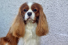 Photo №3. Chiots Cavalier Kings Charles Spaniel. Pologne